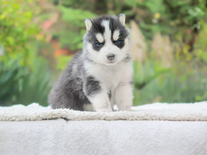 Husky Dirk1