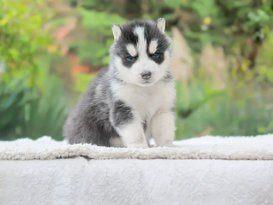 Husky Dirk1