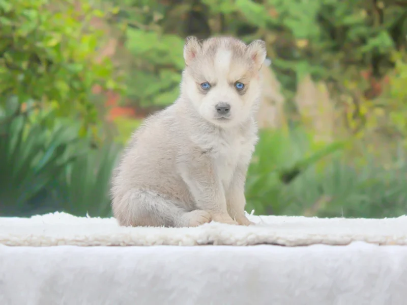 Husky Diuk