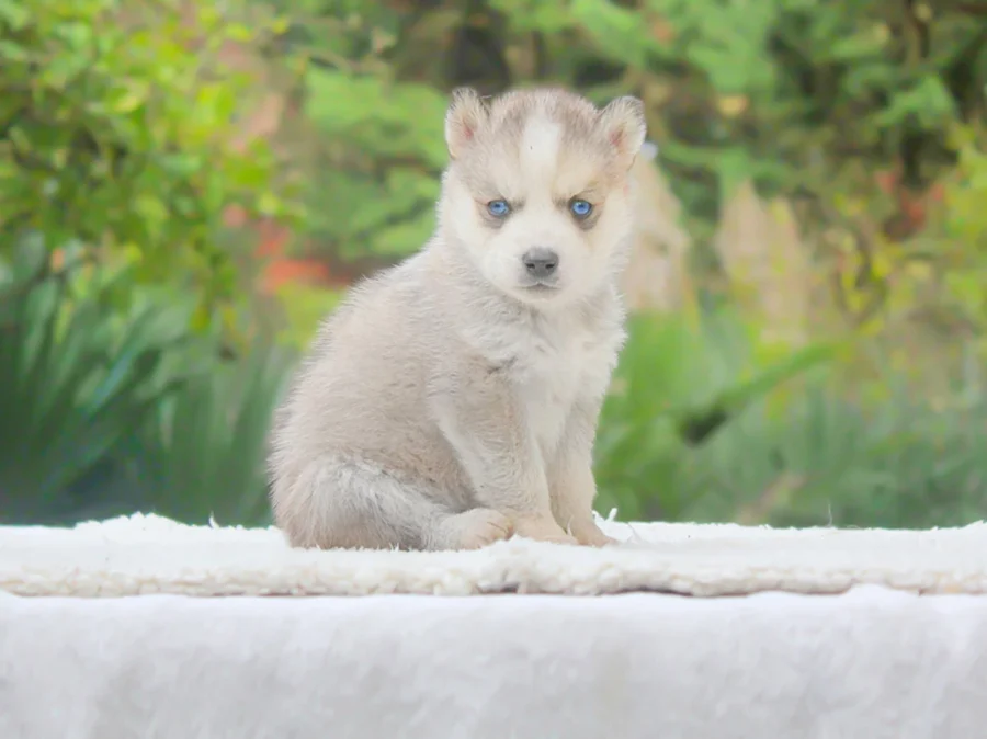 Husky Diuk