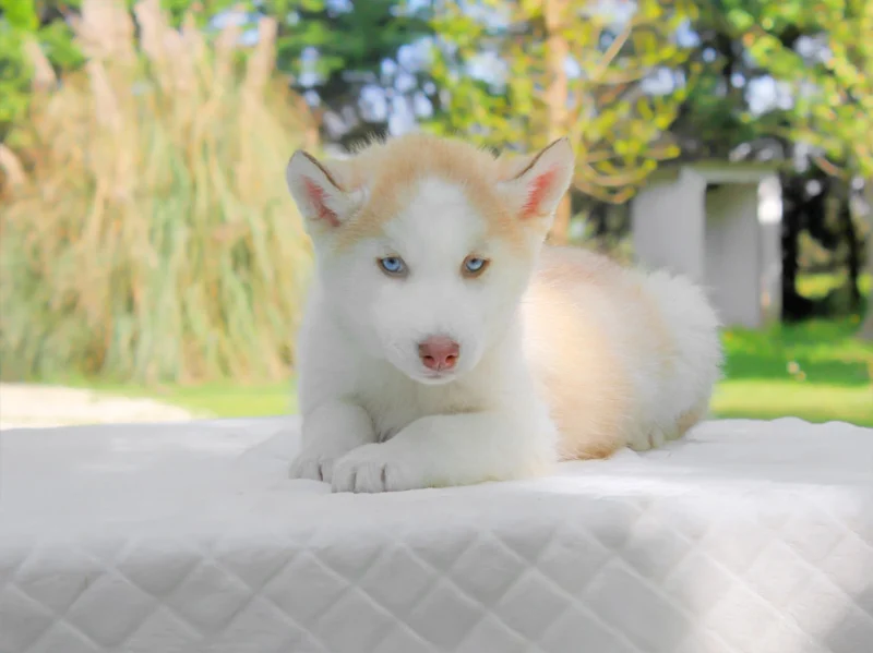 Husky Doddy1