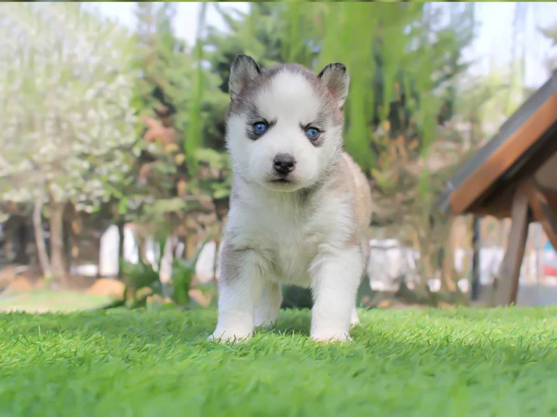 Husky Eva1