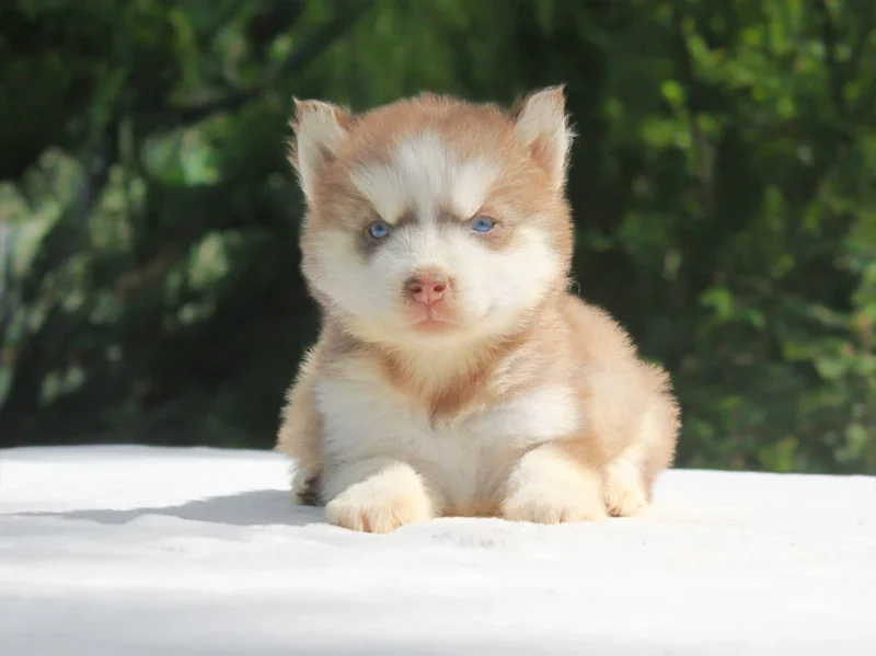 Husky Evelyn1