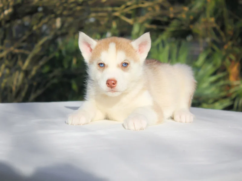 Husky Flipper1
