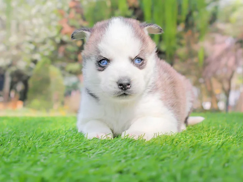 Husky Flora1