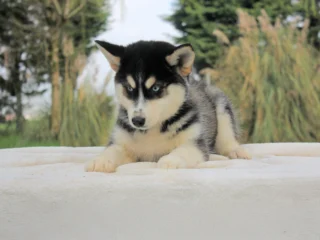 Husky Hana3