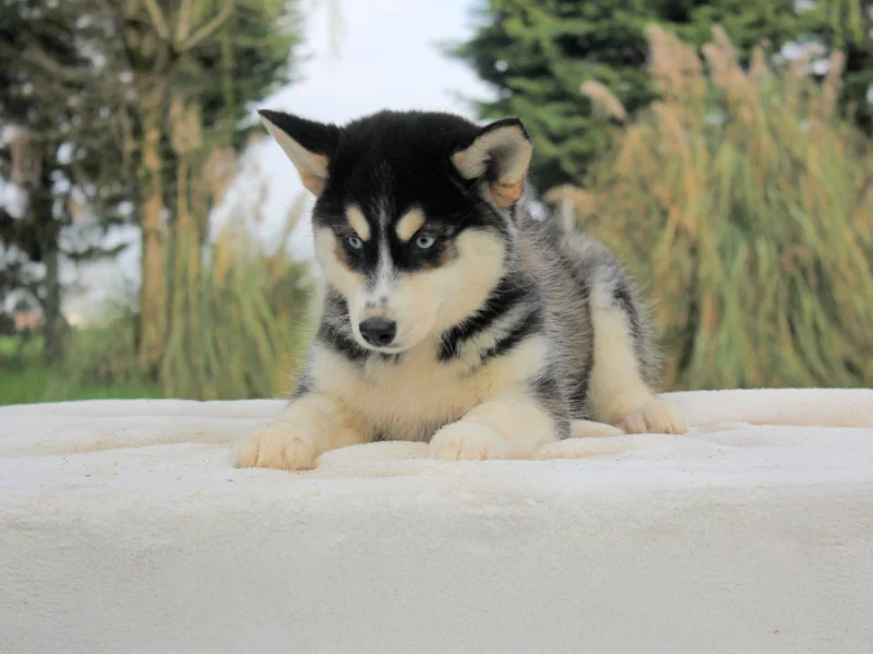 Husky Hana3