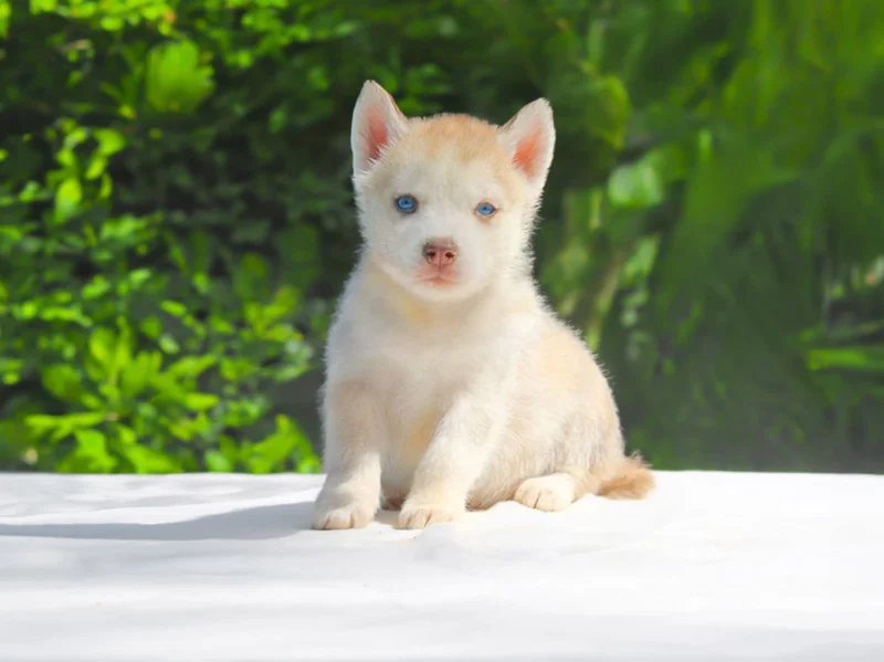 Husky Harper