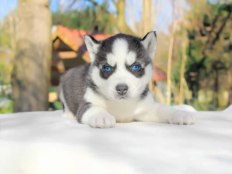 Husky Hurley1