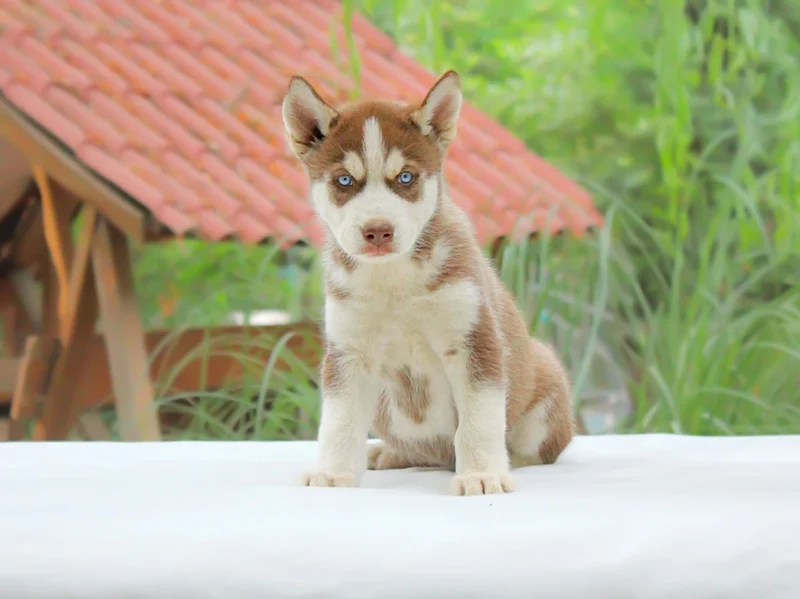 Husky Josh1