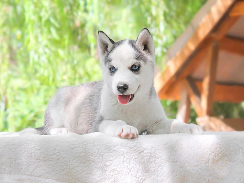 Husky Kalia1