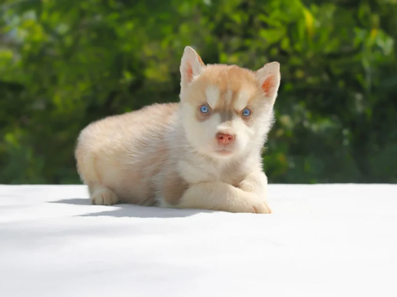 Husky Kendra1