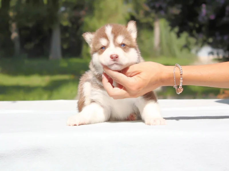 Husky Kendrick1