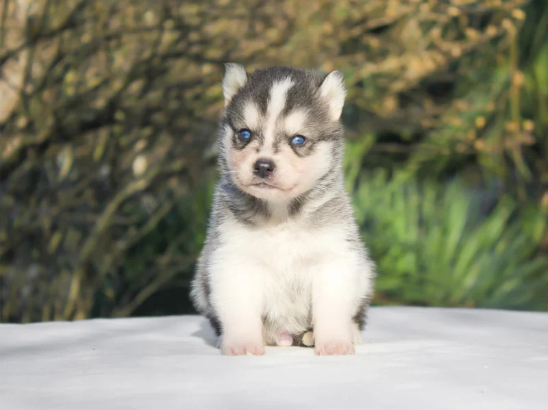 Husky Kenny1