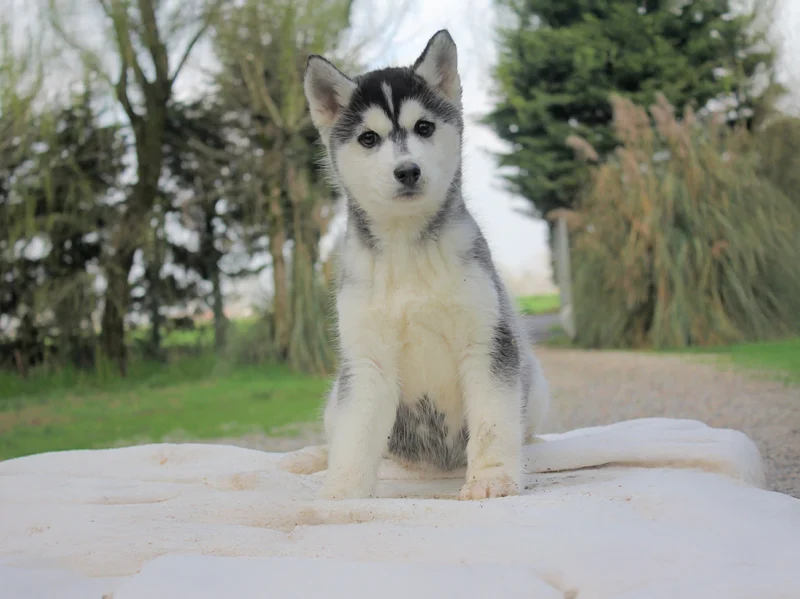 Husky Kenshy4