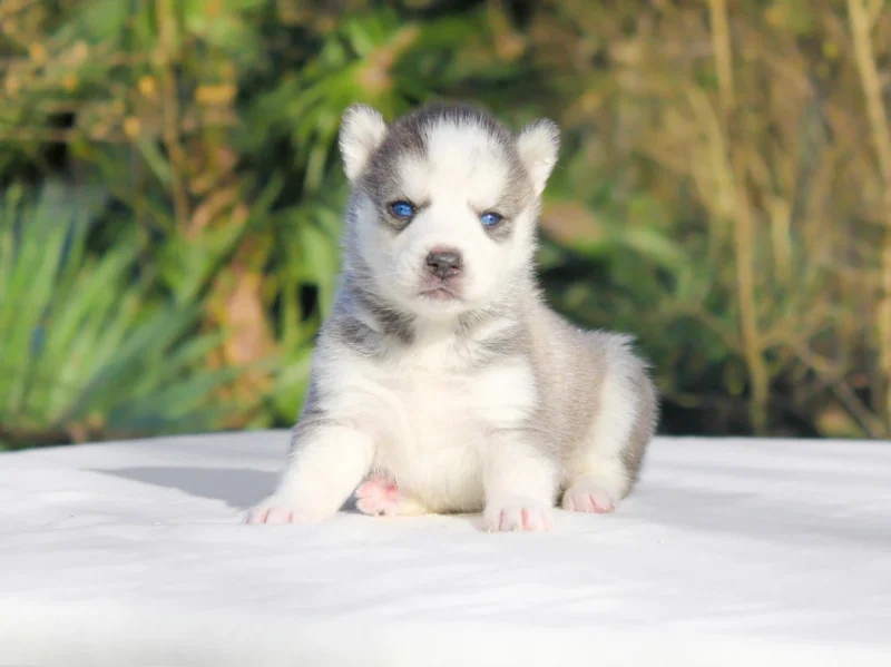 Husky Khima1