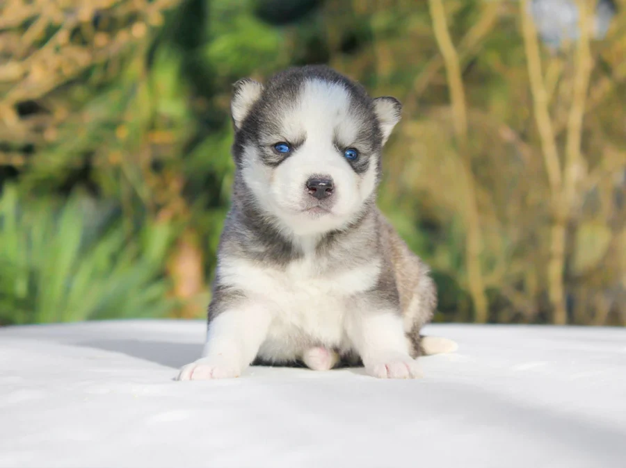 Allevamento husky Milano