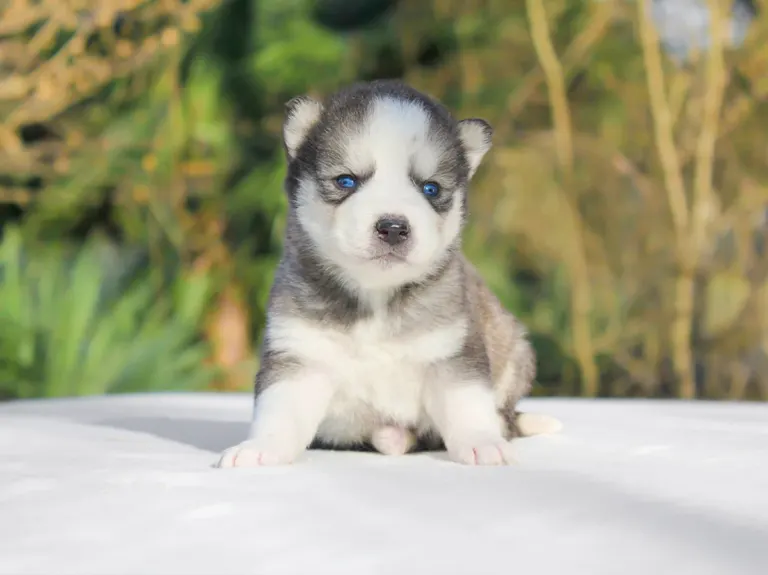 Allevamento husky Milano