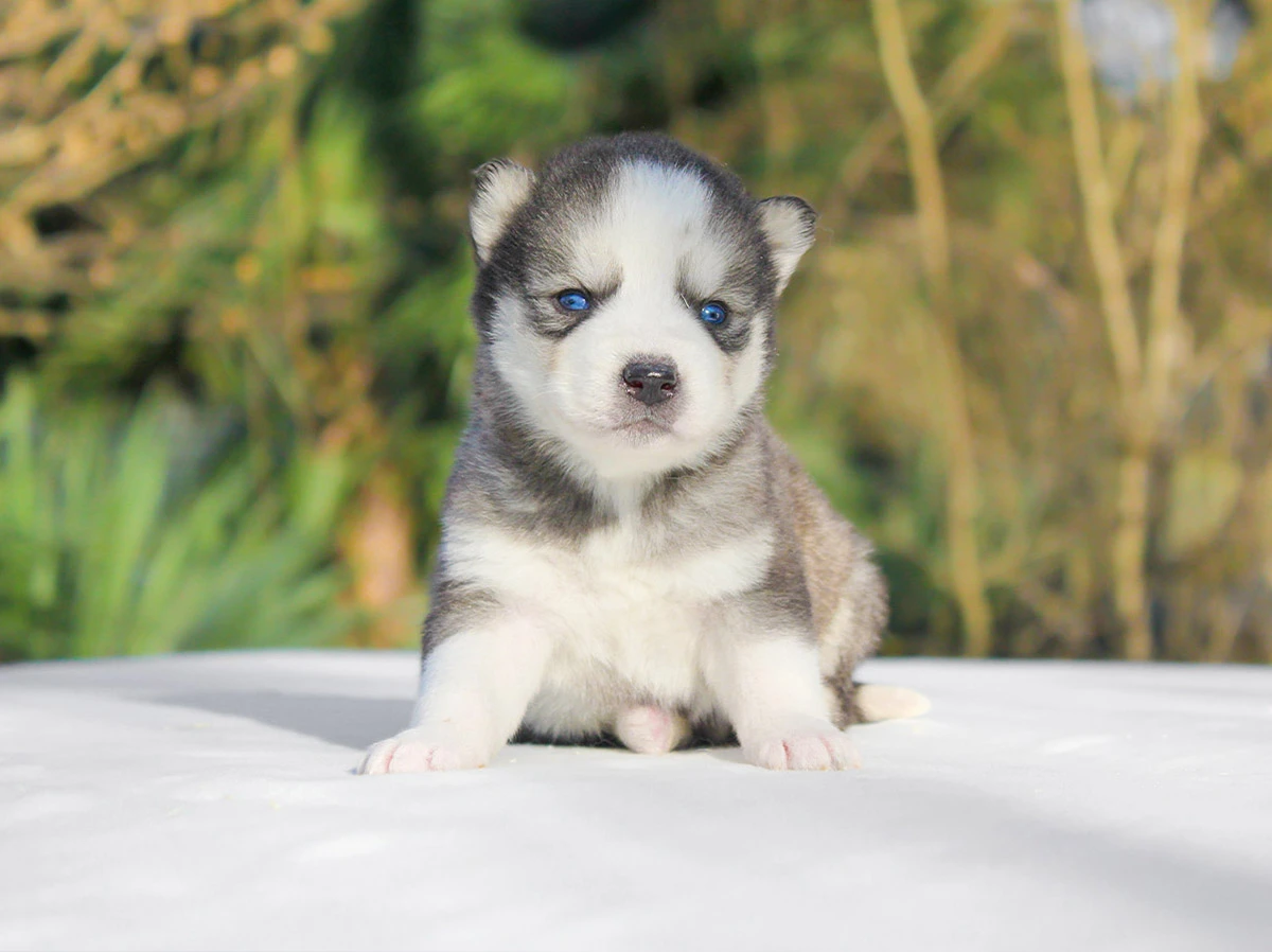 Allevamento husky Milano