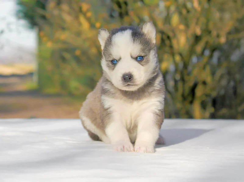 Husky Maggie1