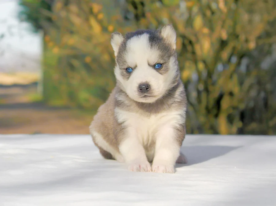 Husky Maggie1