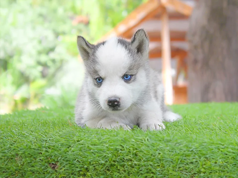 Husky Mika1
