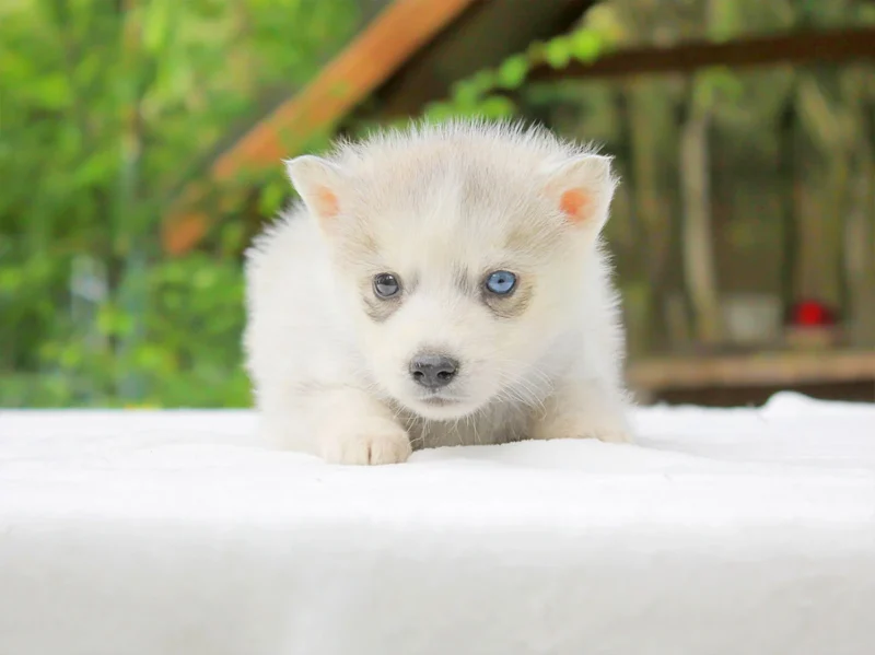 Husky Nathaly1