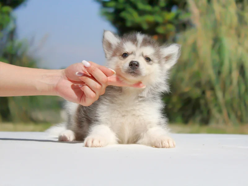 Husky Nyra1
