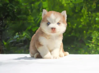 Husky Quinn1