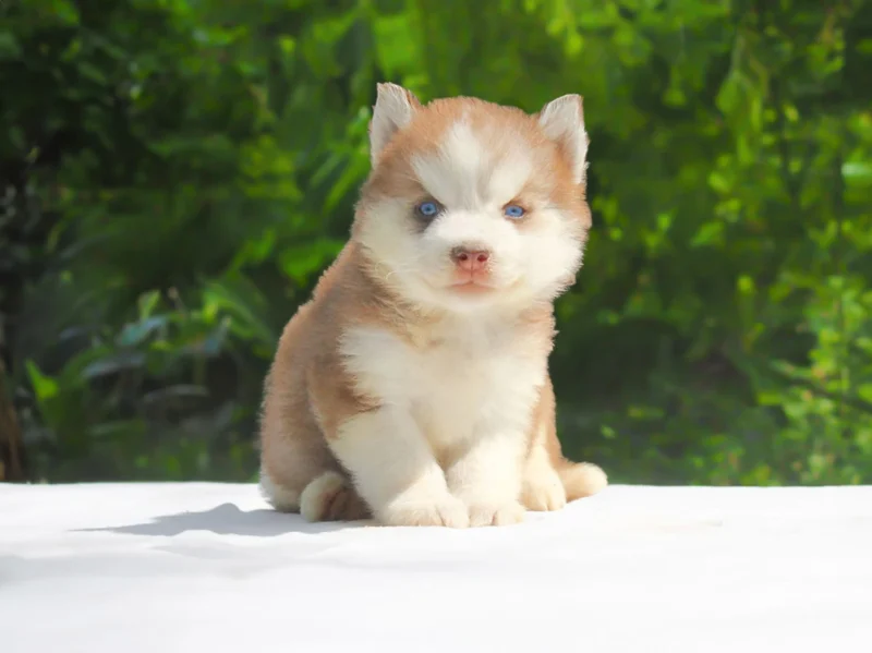 Husky Quinn1