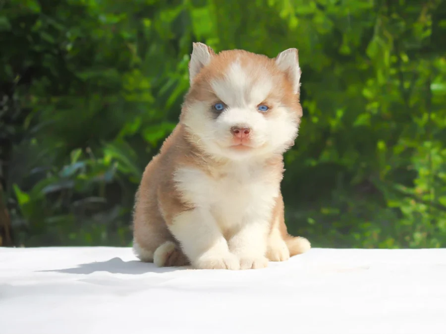 Husky Quinn1