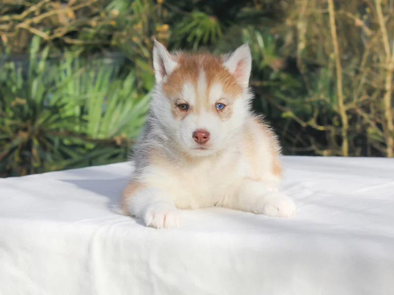 Husky Ryder1
