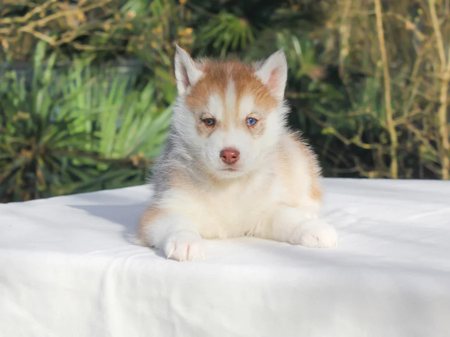 Husky Ryder1