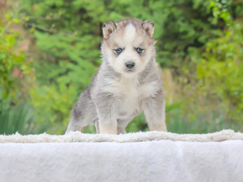 Husky Seth1
