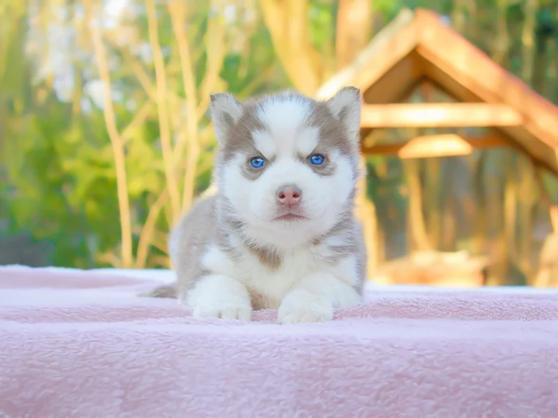 Husky Sidny1