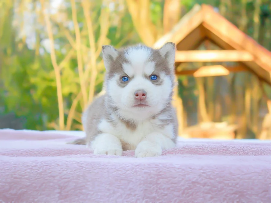 Husky Sidny1