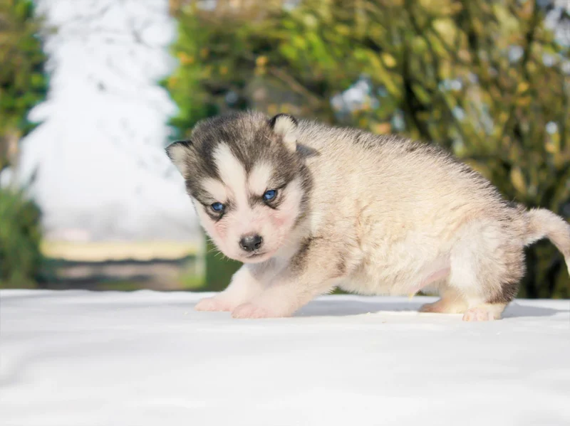 Husky Willard1
