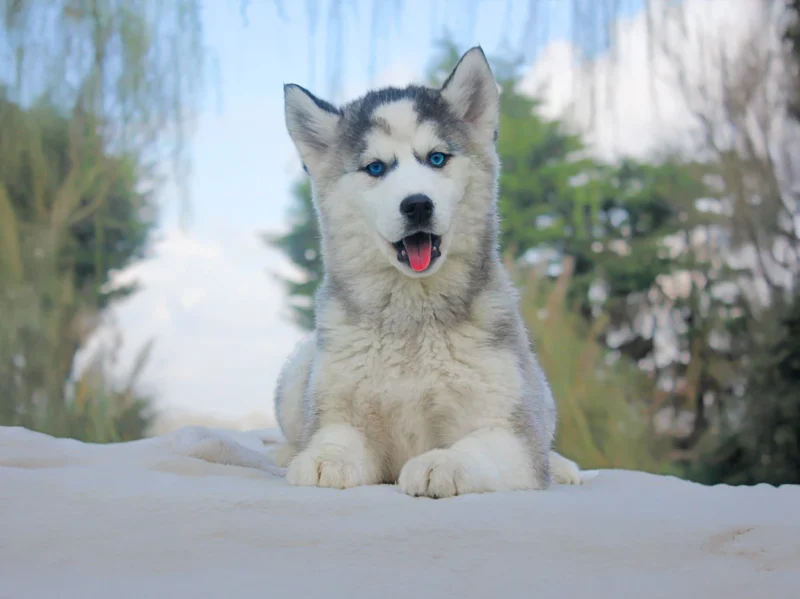 Husky Zafira