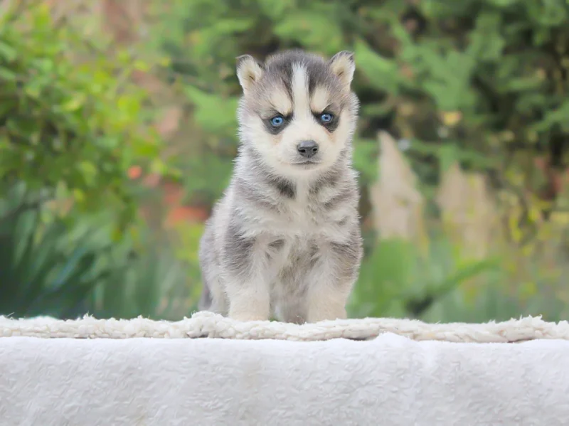 Husky Zenith1