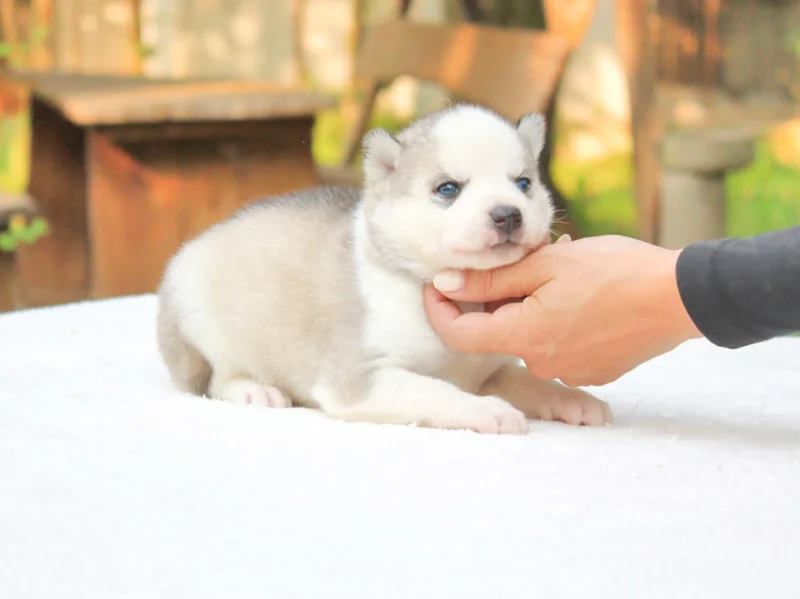 Husky Zeno1
