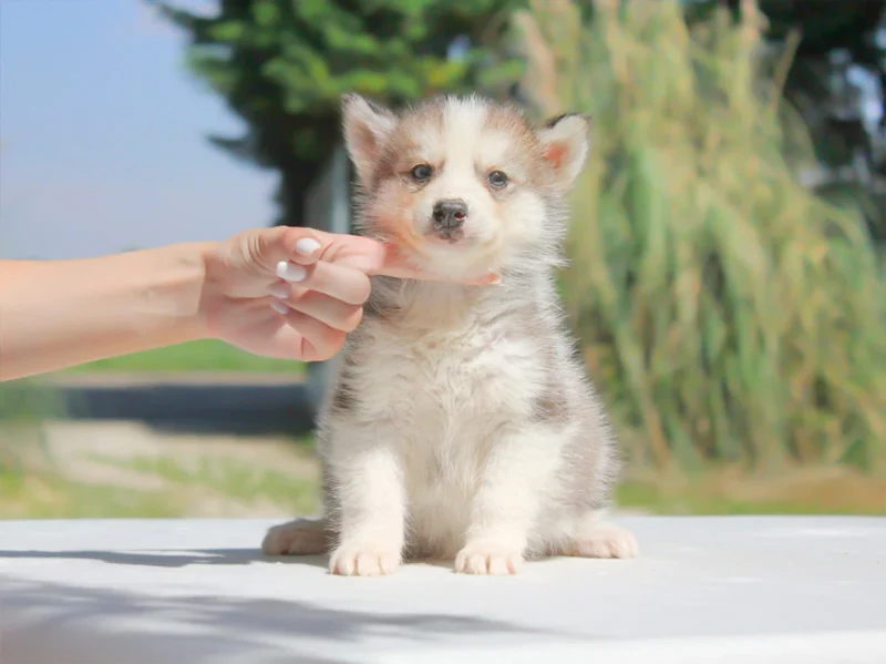 Husky Zuki1
