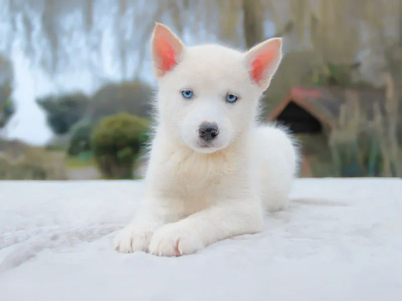 Husky Ace1