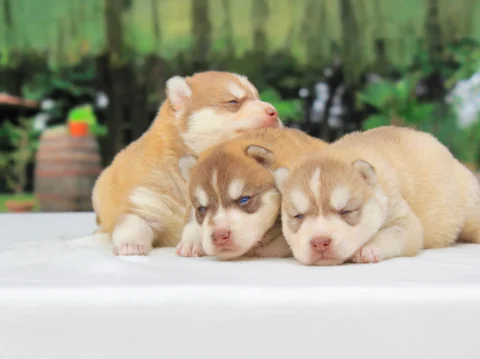 Husky Cucciolata4