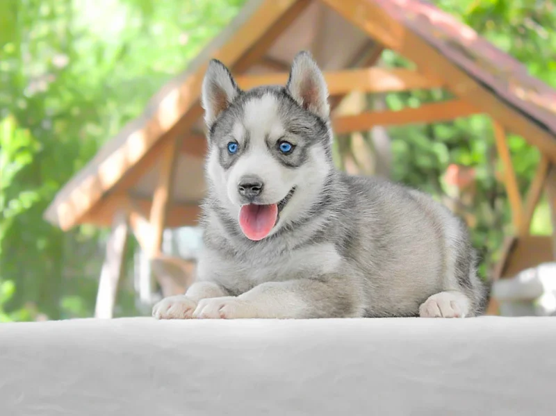 Husky Dana1