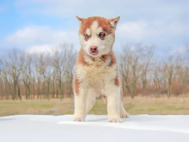Husky Dustin1