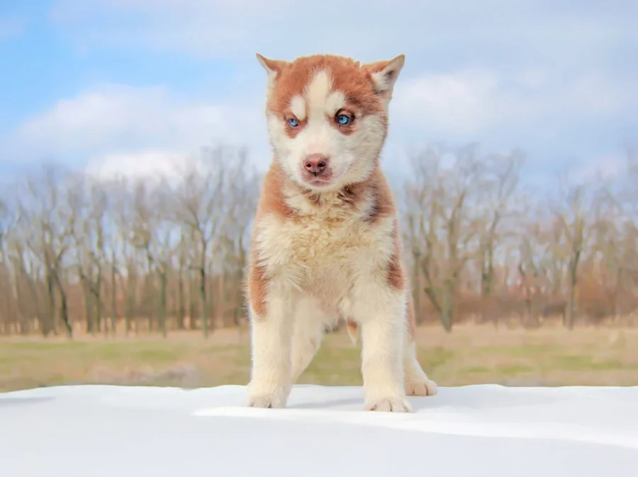 Husky Dustin1