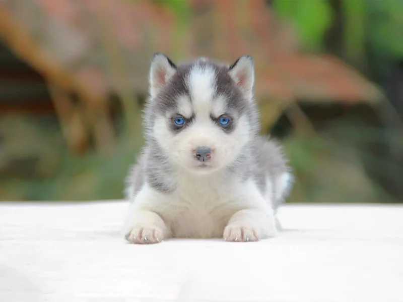 Husky Katie