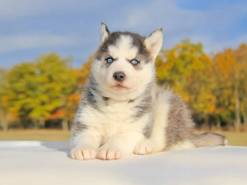 Husky Kiwi