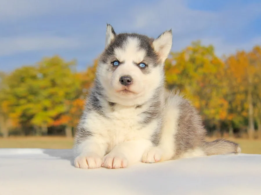 Husky Kiwi
