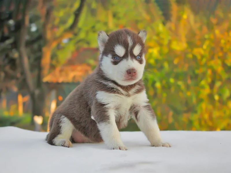 Husky Lukas